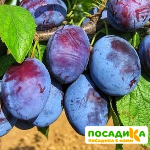 Слива Чачакская ранняя купить по цене от 229.00р. в интернет-магазине «Посадика» с доставкой почтой в в Бежецке и по всей России – [изображение №1].