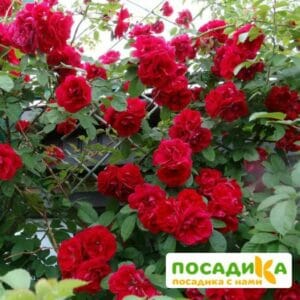 Роза плетистая Амадеус купить по цене от 399.00р. в интернет-магазине «Посадика» с доставкой почтой в в Бежецке и по всей России – [изображение №1].