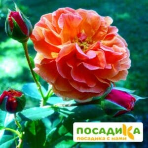 Роза Арабия купить по цене от 350.00р. в интернет-магазине «Посадика» с доставкой почтой в в Бежецке и по всей России – [изображение №1].