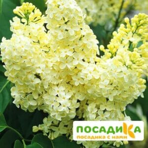 Сирень Примроуз (Primrose) купить по цене от 529.00р. в интернет-магазине «Посадика» с доставкой почтой в в Бежецке и по всей России – [изображение №1].