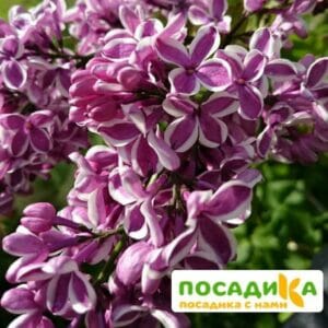 Сирень Сенсация купить по цене от 529.00р. в интернет-магазине «Посадика» с доставкой почтой в в Бежецке и по всей России – [изображение №1].