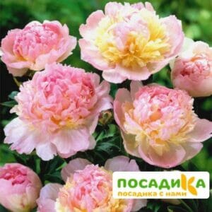 Пион Распберри Сандей (Paeonia Raspberry Sundae) купить по цене от 959р. в интернет-магазине «Посадика» с доставкой почтой в в Бежецке и по всей России – [изображение №1].