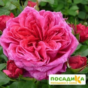 Шраб Роза Соул купить по цене от 390.00р. в интернет-магазине «Посадика» с доставкой почтой в в Бежецке и по всей России – [изображение №1].
