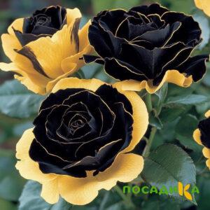 Роза Ханни Сикл купить по цене от 700р. в интернет-магазине «Посадика» с доставкой почтой в в Бежецке и по всей России – [изображение №1].