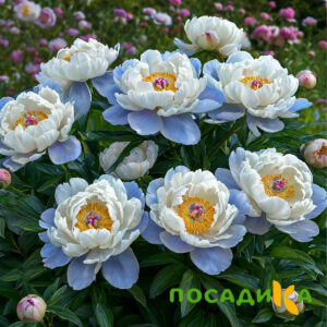 Пион акварельный Этюд купить по цене от 806р. в интернет-магазине «Посадика» с доставкой почтой в в Бежецке и по всей России – [изображение №1].