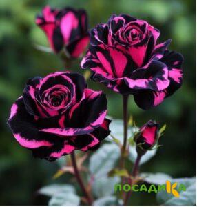 Роза Багровый Шепот купить по цене от 366р. в интернет-магазине «Посадика» с доставкой почтой в в Бежецке и по всей России – [изображение №1].