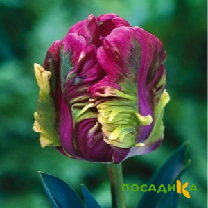 Тюльпан Экзотик Хэвен купить по цене от 186р. в интернет-магазине «Посадика» с доставкой почтой в в Бежецке и по всей России – [изображение №1].