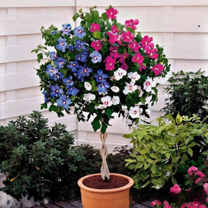 Гибискус-Дерево Триколор купить по цене от 289р. в интернет-магазине «Посадика» с доставкой почтой в в Бежецке и по всей России – [изображение №1].