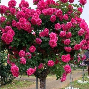 Роза Версаля купить по цене от 232р. в интернет-магазине «Посадика» с доставкой почтой в в Бежецке и по всей России – [изображение №1].