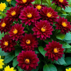 Георгин Вуцапо купить по цене от 327р. в интернет-магазине «Посадика» с доставкой почтой в в Бежецке и по всей России – [изображение №1].